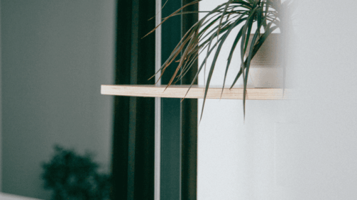 Best Houseplants